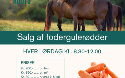 Salg af fodergulerødder